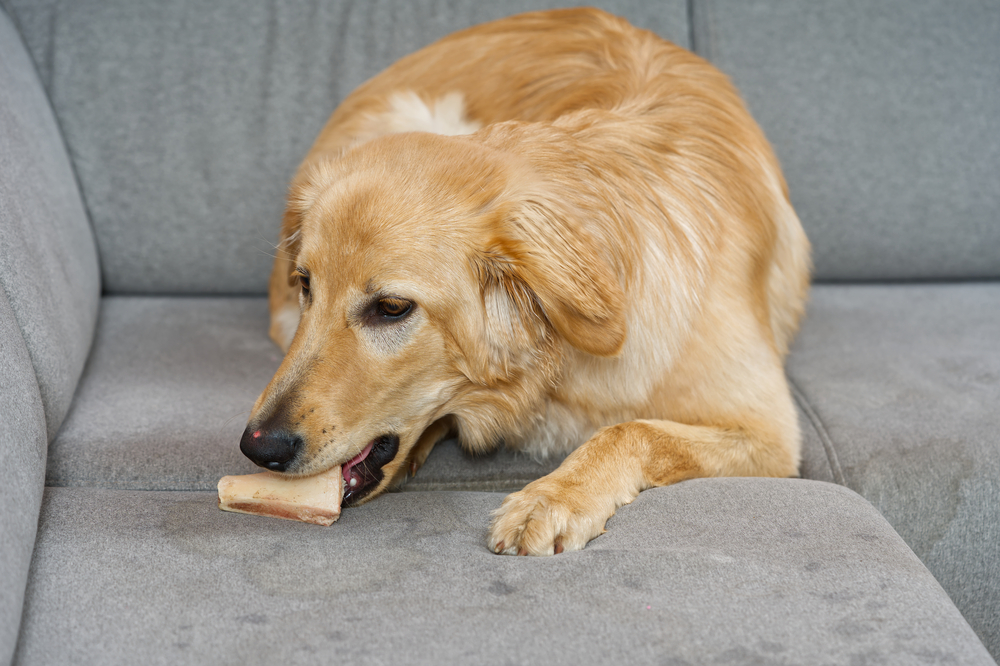 blonde dog eating on fabric sofa. Hovawart gnaws on a bone on textil sofa in living room.